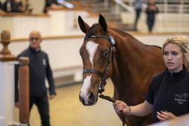 Lot  448 TBK1 11804Tattersalls