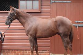 Lot  461 T B K1 0885 Tattersalls