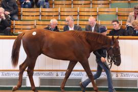 Lot  461 T B K1 2340 Tattersalls