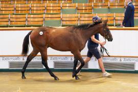 Lot  465 TSS2278Tattersalls