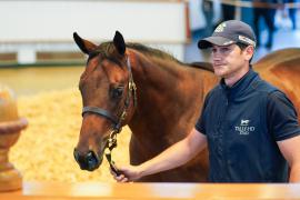 Lot  465 TSS2326Tattersalls