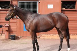 Lot  468 T B K1 0457 Tattersalls