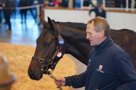 Lot  46 TDY 410Tattersalls