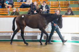 Lot  46 TDY 422Tattersalls