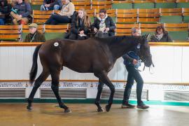 Lot  46 TDY 429Tattersalls