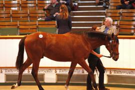 Lot  472 T B K1 1310 Tattersalls