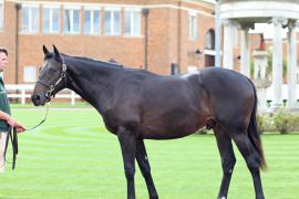 Lot  475 T B10216 Tattersalls