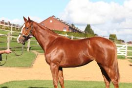 Lot  476 T B11034 Tattersalls