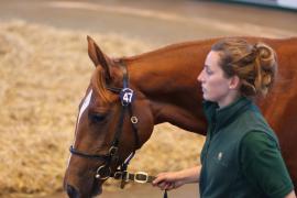 Lot  47 T B1 0929 Tattersalls