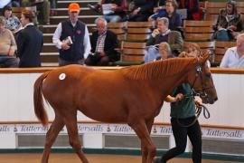 Lot  47 T B1 0940 Tattersalls