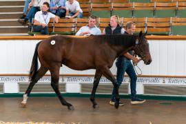 Lot  47 TSS323Tattersalls