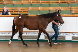 Lot  47 TSS329Tattersalls