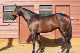 Lot  482 T B10146 Tattersalls