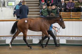 Lot  484 TBK2 0147Tattersalls