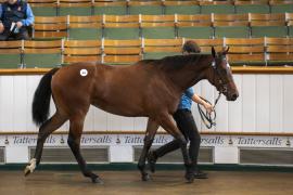 Lot  484 TBK2 0162Tattersalls