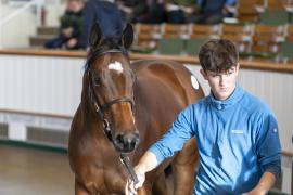 Lot  484 TBK2 0196Tattersalls