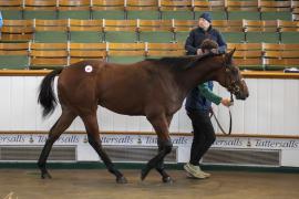 Lot  487 TBK2 0334Tattersalls