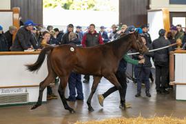 Lot  487 TBK2 0351Tattersalls