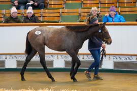 Lot  487 TDF 128Tattersalls