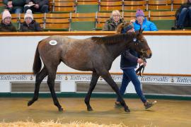 Lot  487 TDF 129Tattersalls