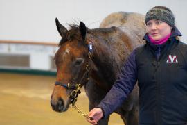 Lot  487 TDF 143Tattersalls