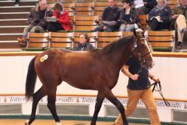 Lot  488 T B1 2022 Tattersalls