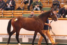 Lot  488 T B1 2036 Tattersalls