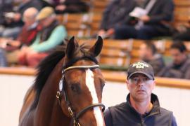 Lot  488 T B1 2061 Tattersalls