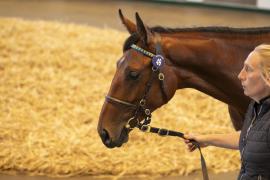 Lot  49 TBK1 1218Tattersalls