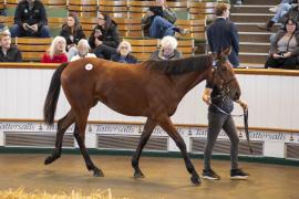 Lot  49 TBK1 1248Tattersalls