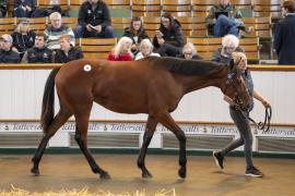 Lot  49 TBK1 1271Tattersalls