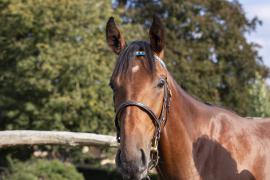 Lot  49 TBK1 4651Tattersalls