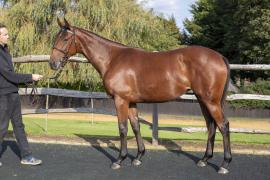 Lot  49 TBK1 6003Tattersalls