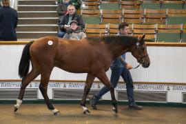 Lot  501 TBK2 0407Tattersalls