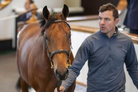 Lot  501 TBK2 0426Tattersalls