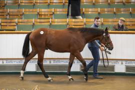 Lot  501 TBK2 0479Tattersalls