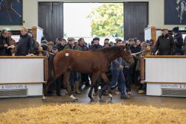 Lot  501 TBK2 0497Tattersalls