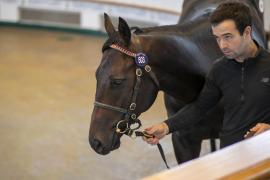 Lot  503 TBK2 0555Tattersalls