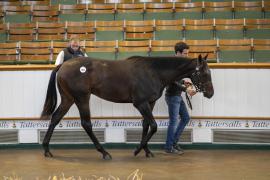 Lot  503 TBK2 0573Tattersalls