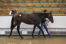 Lot  503 TBK2 0574Tattersalls