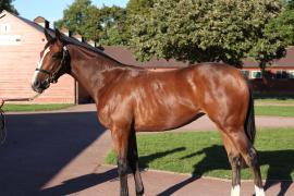 Lot  505 T B12580 Tattersalls