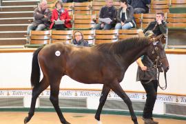 Lot  508 T B1 2084 Tattersalls