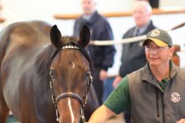 Lot  508 T B1 2114 Tattersalls