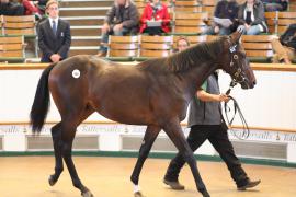 Lot  508 T B1 2129 Tattersalls