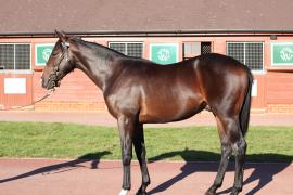 Lot  508 T B12237 Tattersalls