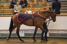 Lot  509 THIT 1467Tattersalls