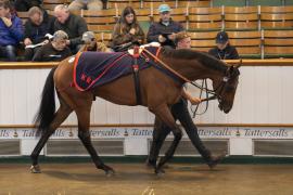 Lot  509 THIT 1493Tattersalls