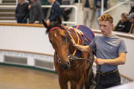 Lot  509 THIT 1544Tattersalls