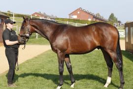 Lot  510 T B K1 V0836 Tattersalls