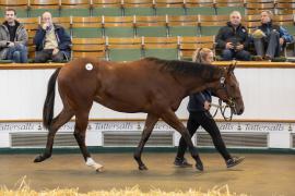 Lot  512 TBK2 0764Tattersalls